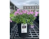 Phlox Trot Pink Creeping  Phlox 1 Gal